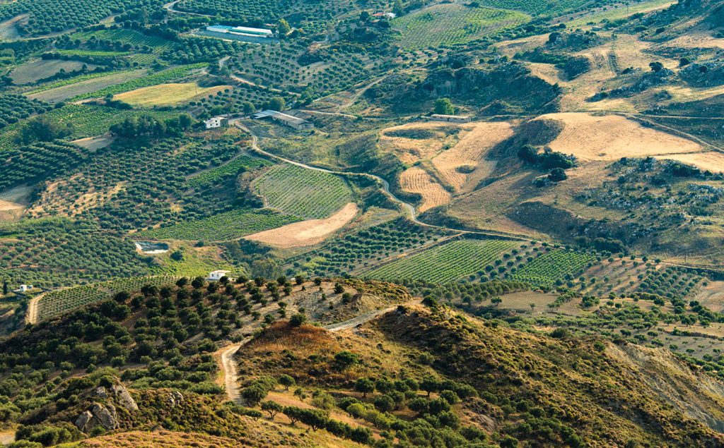 wine landscape