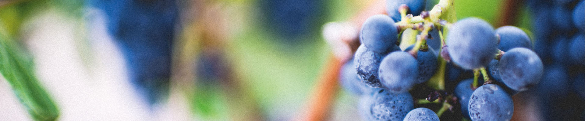 Web Image - 1920x4005 grapes