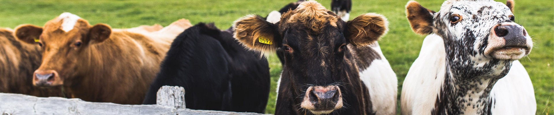 Web Image - 1920x4009 Cows